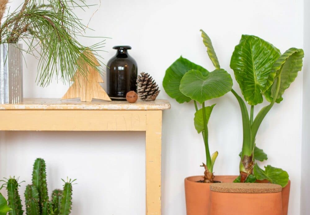 pot fleurs composteur plantes